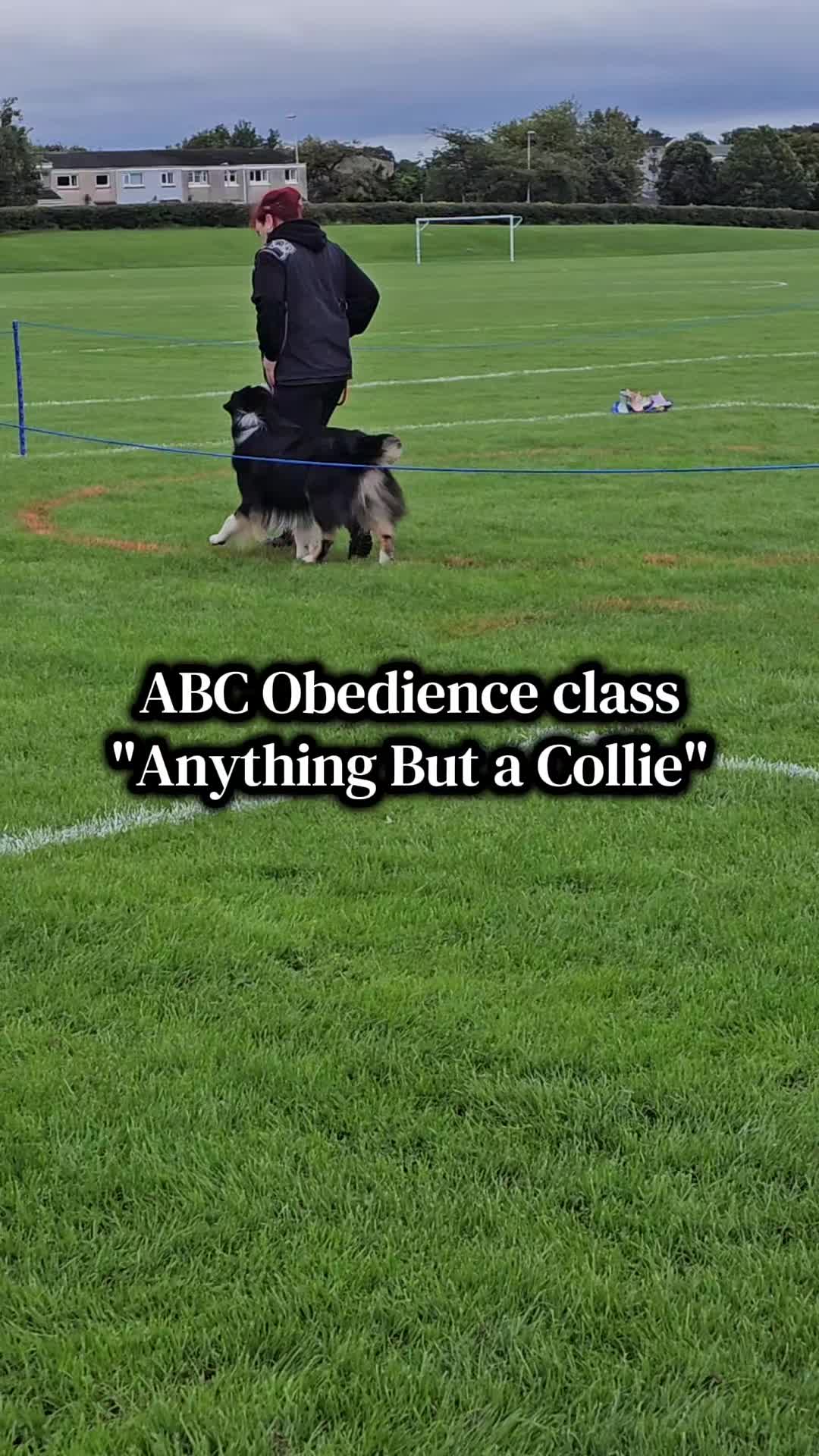 @Applecreek Aussies