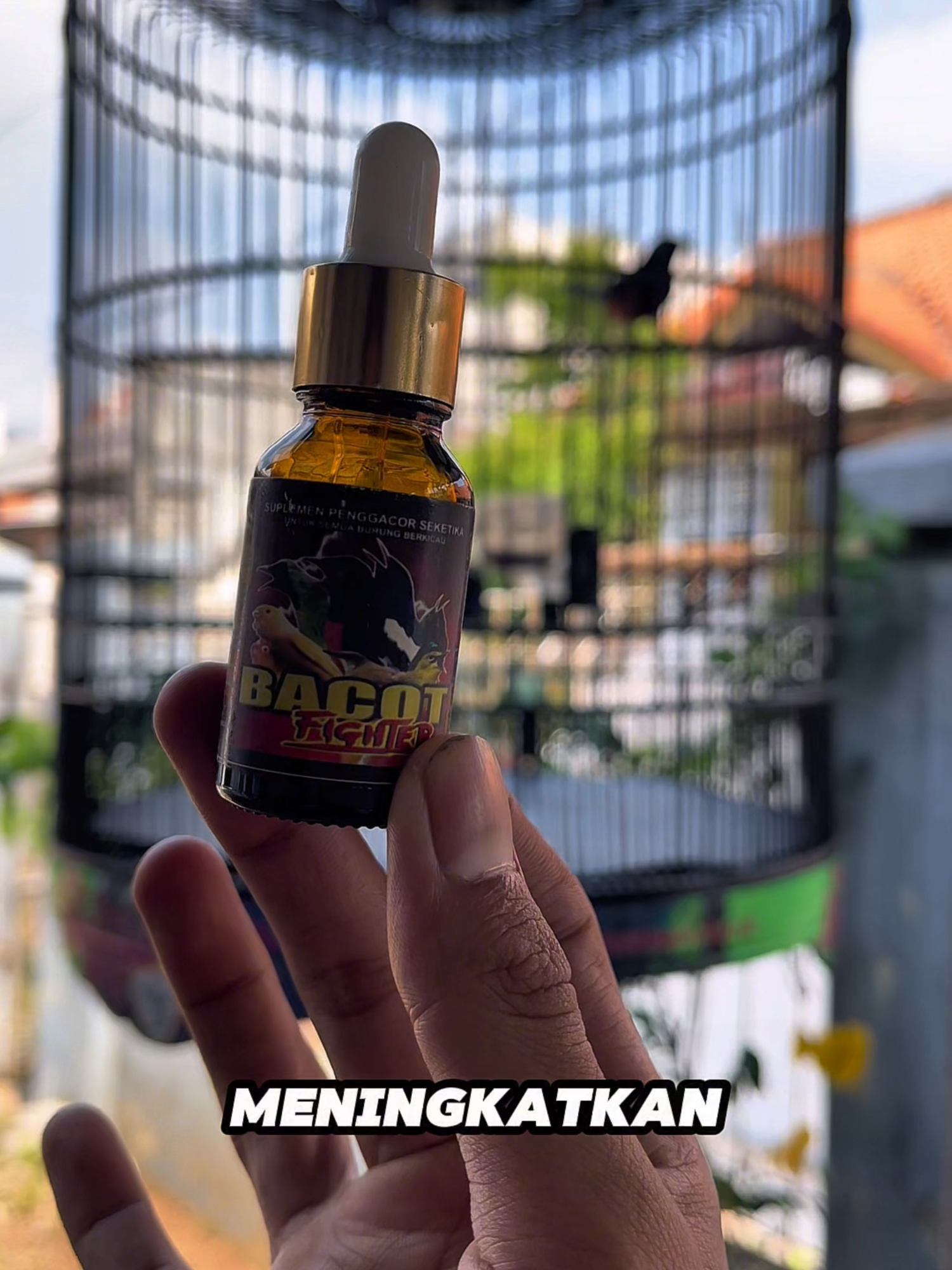 @Lapak Burung Indonesia