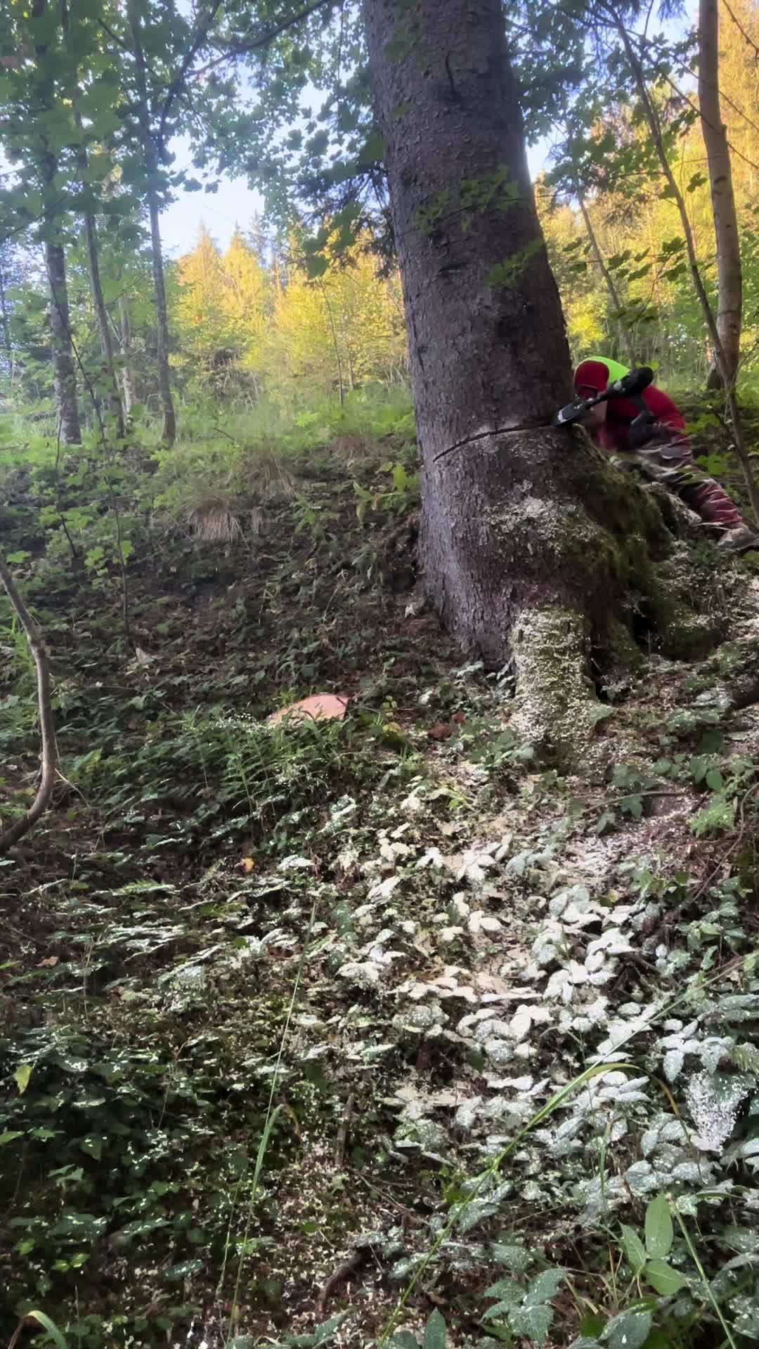 @Agrarius 🌲🇦🇹