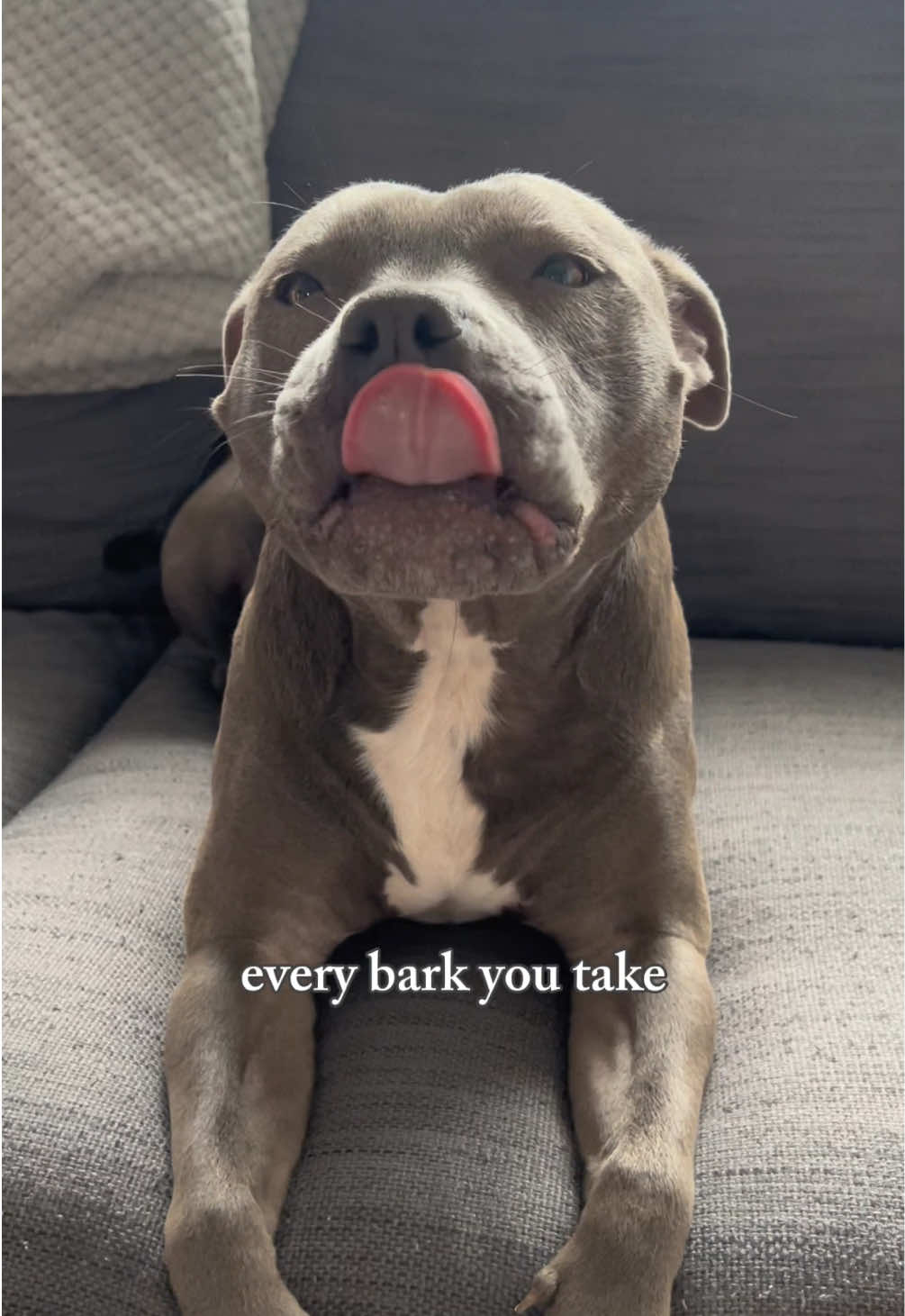 @Myla.thebluestaffy🤍