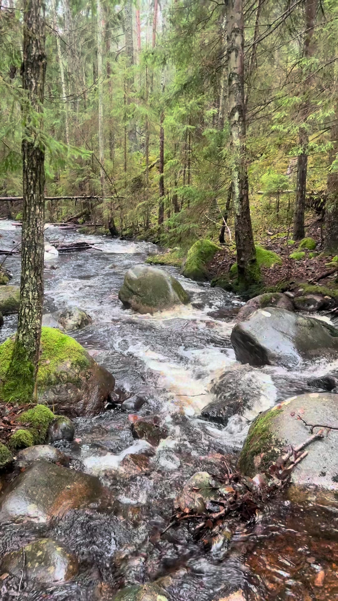 @Skogsdis