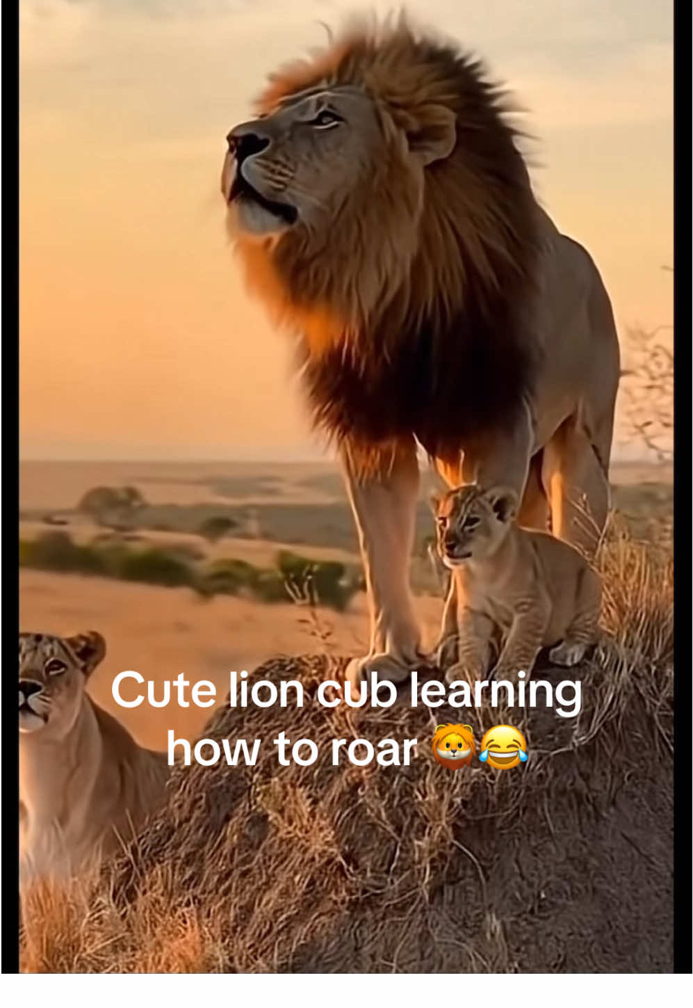 @KJ@LoveAnimalsEpicNature