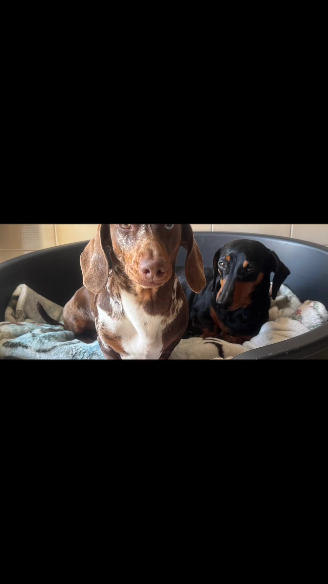 @The Dachshund House