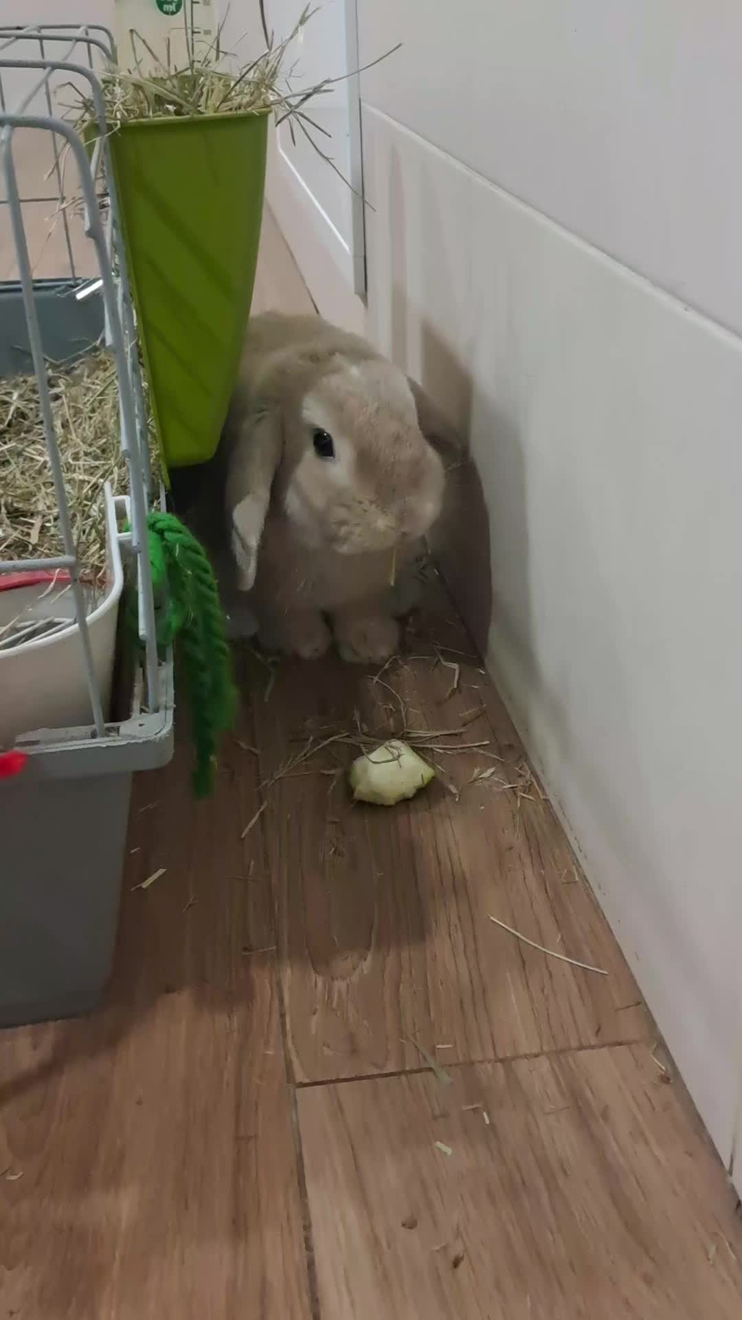 @Patatilla Rabbit 🐰🌱🥕