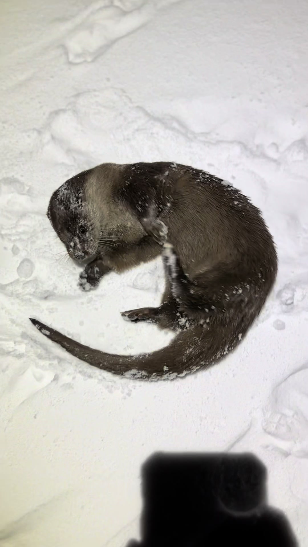 @Leya Otter