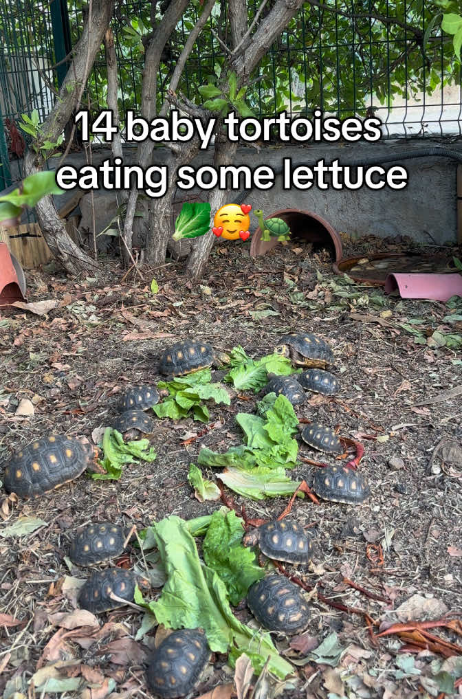 @tortoises sxm🐢