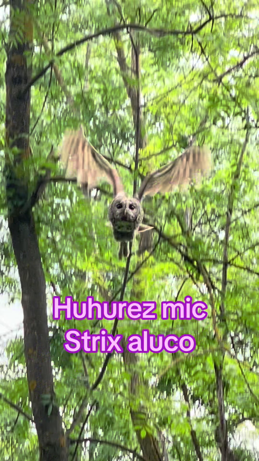 @Gabriel Avramovici