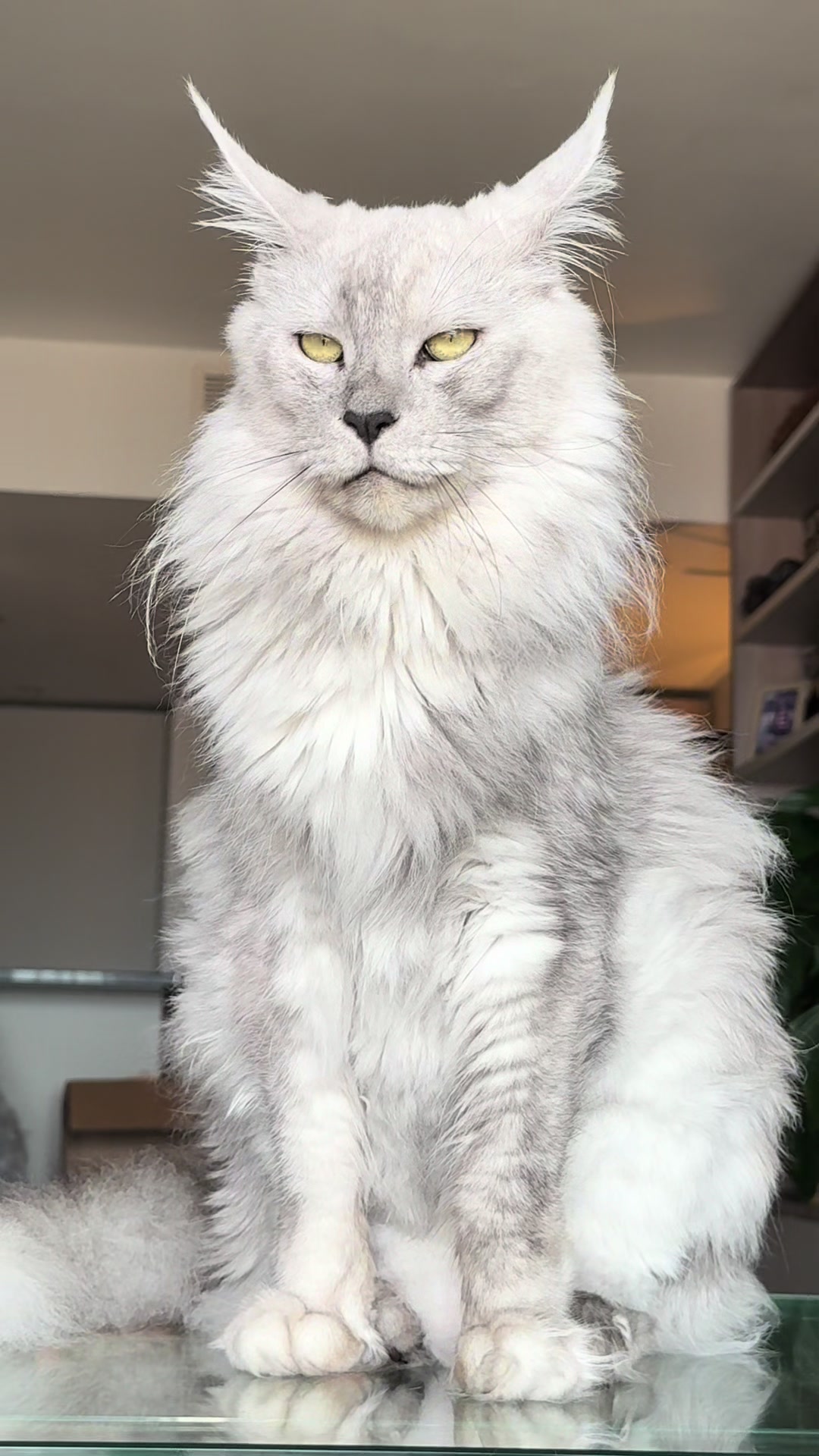 @Maine Coons | Ted & Kissa