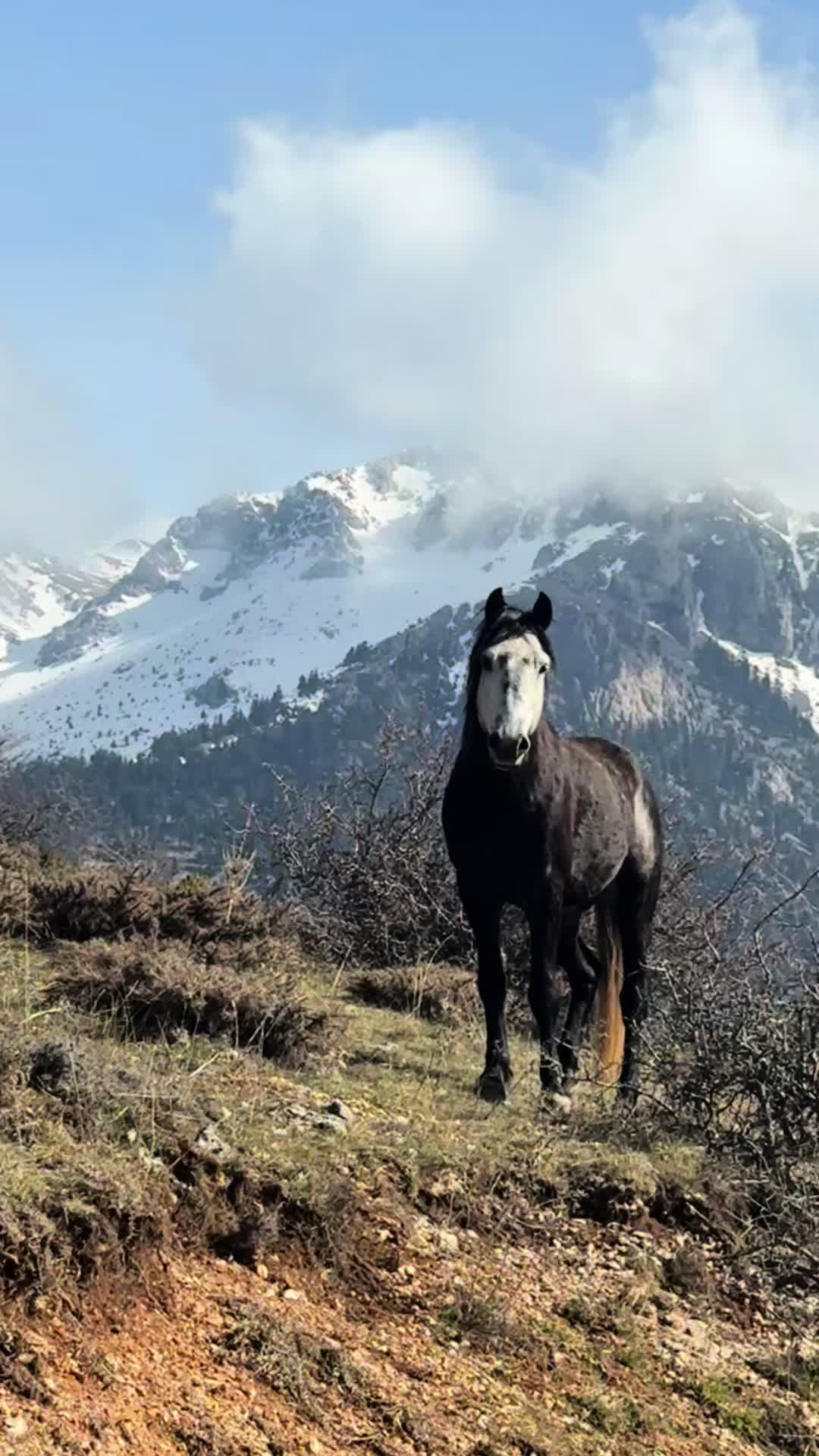 @Ξενώνας Ανεμόεσσα