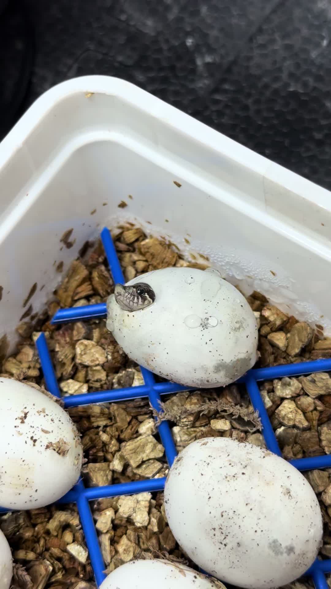 @MasgenReptiles
