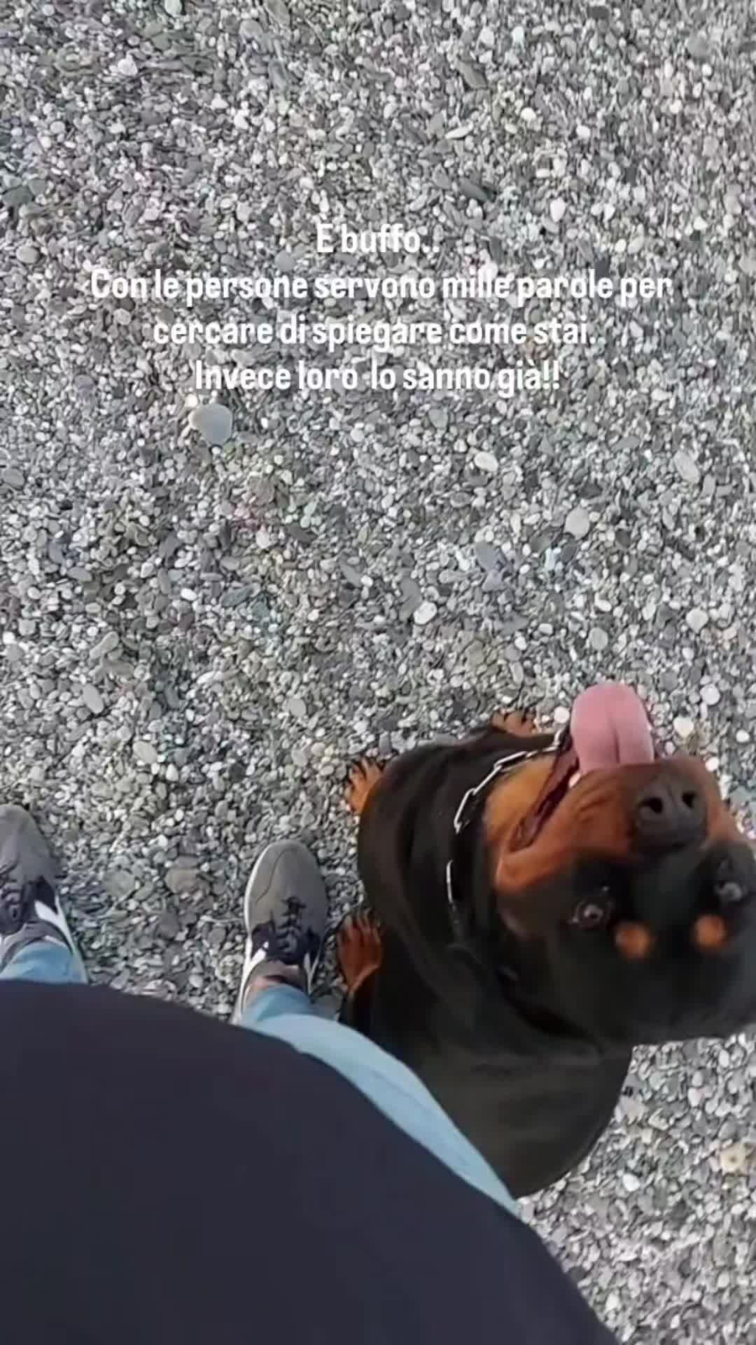 @nico72bal