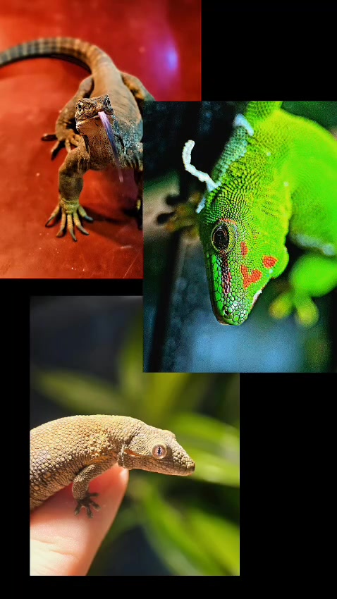 @Dobs Pets and Exotics