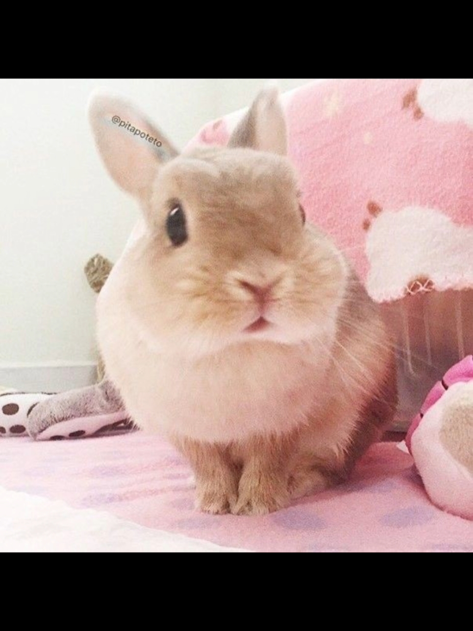 @I like bunnies