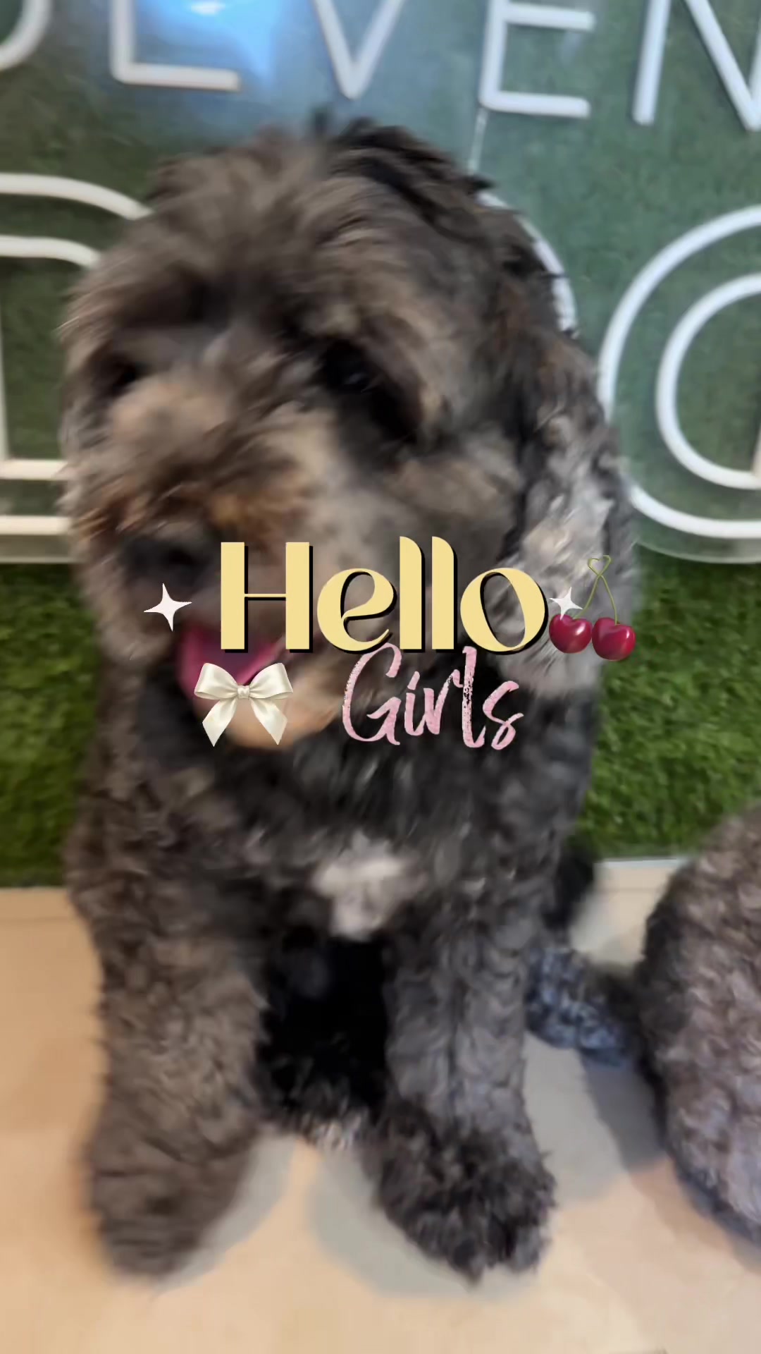 @DevenickDogs