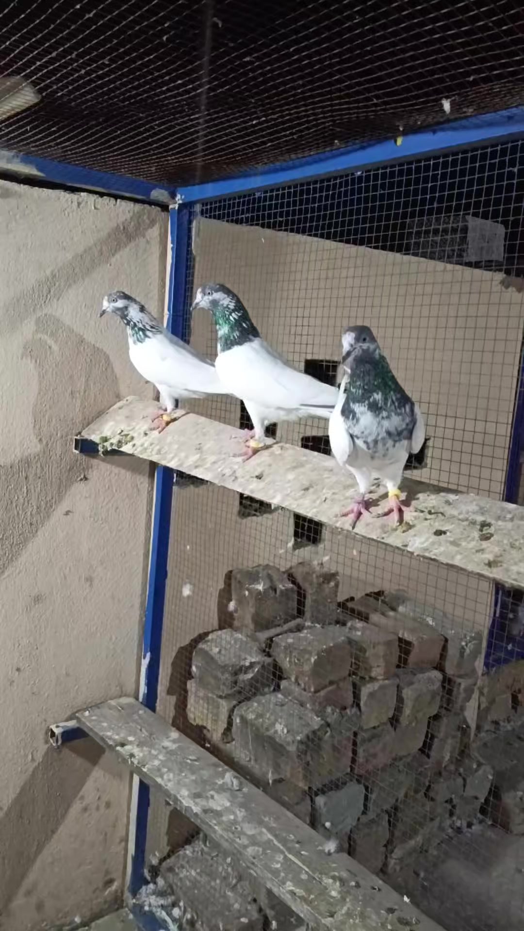 @HH &Aring;sėəłs1