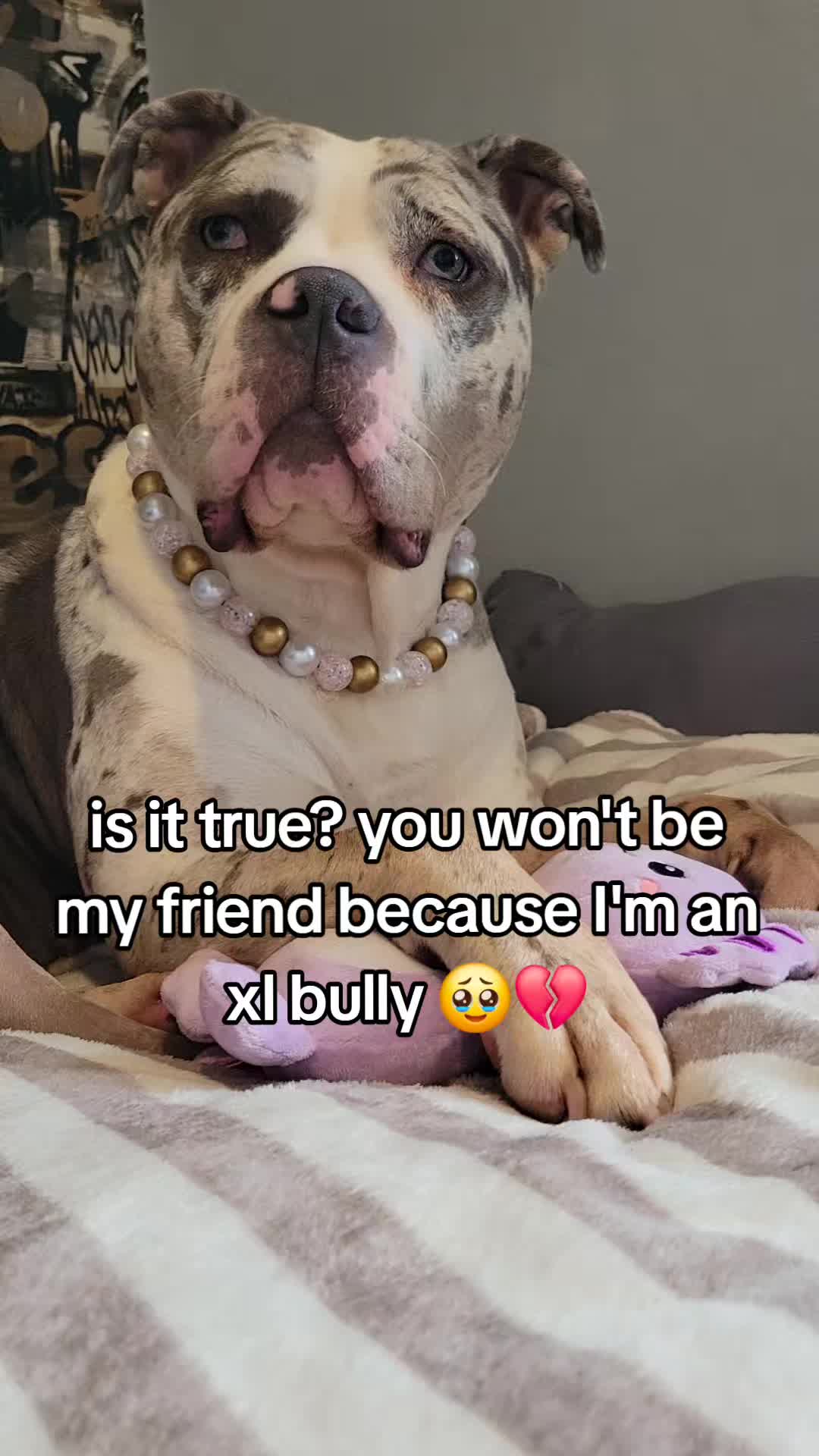 @kirsty+starlight the xl bully