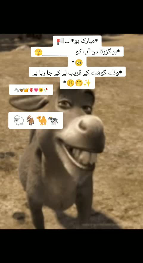 @Amalfairy2