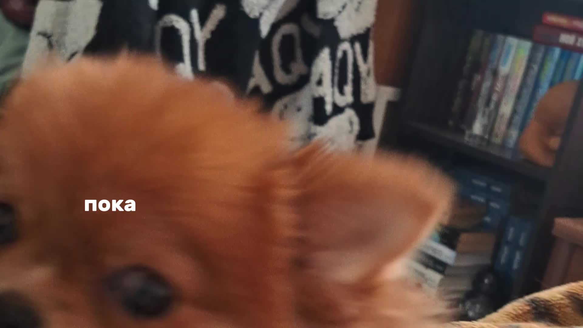 @didgik