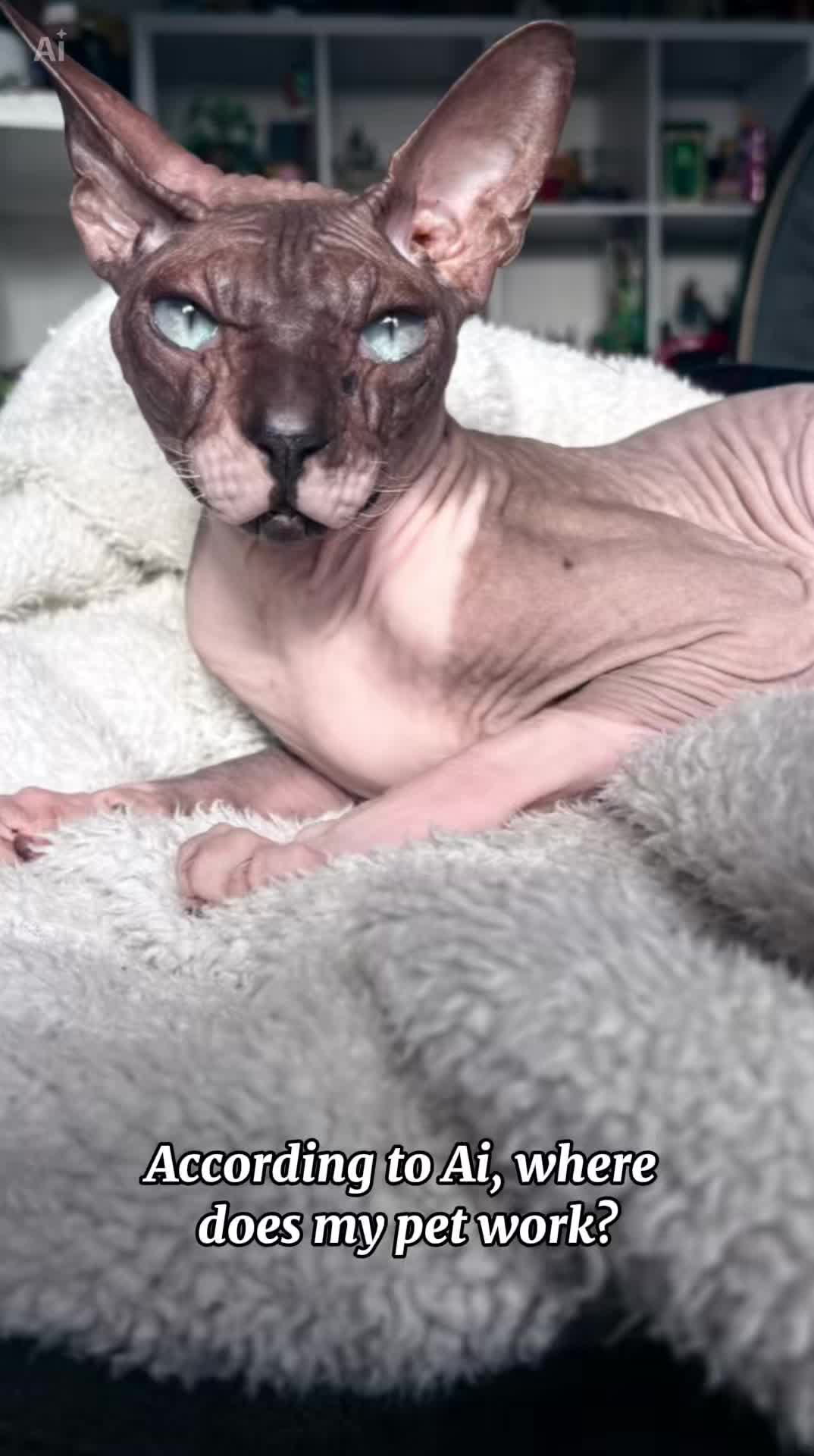 @Sphynxcat