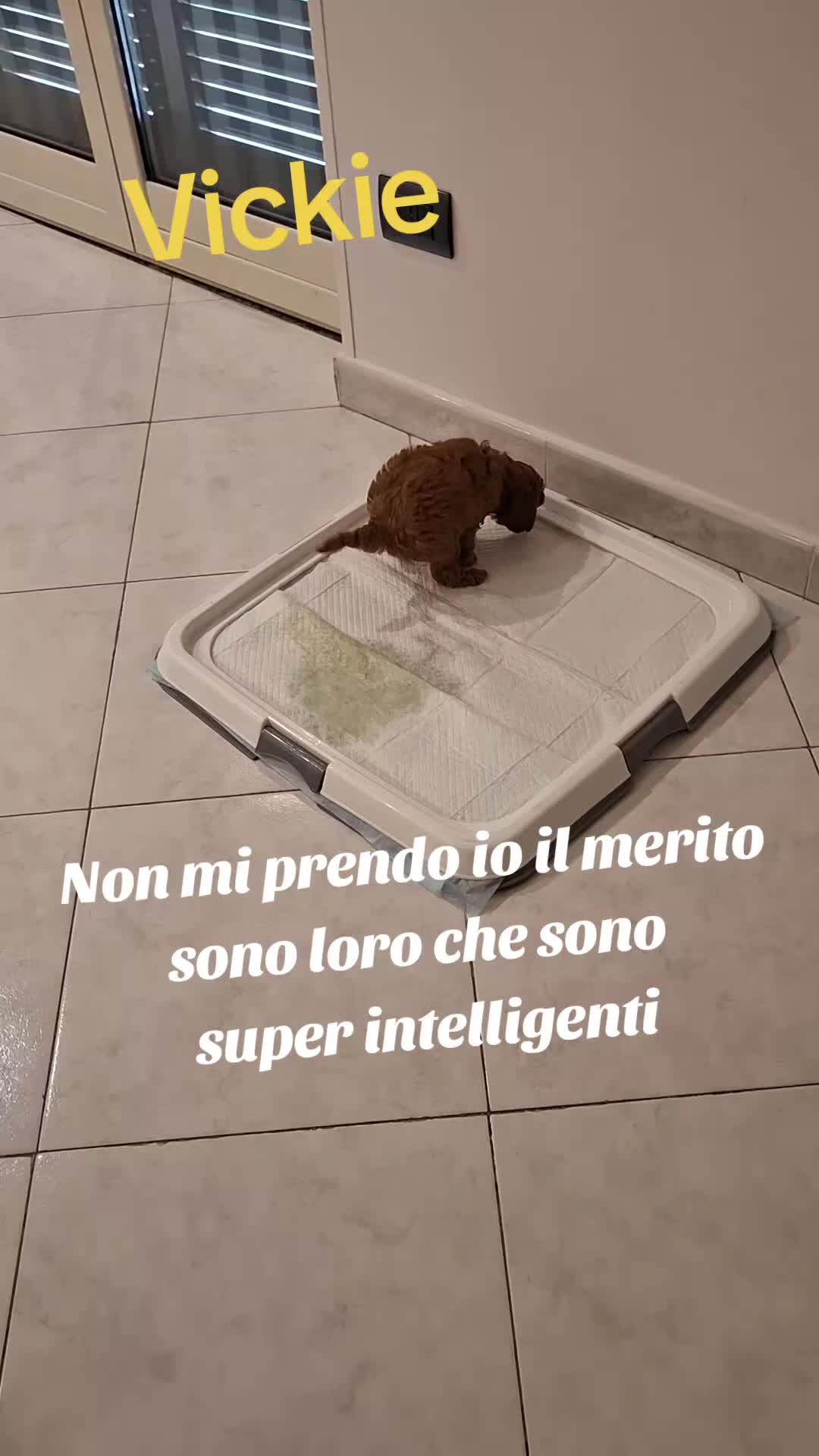 @MenaPalmieri