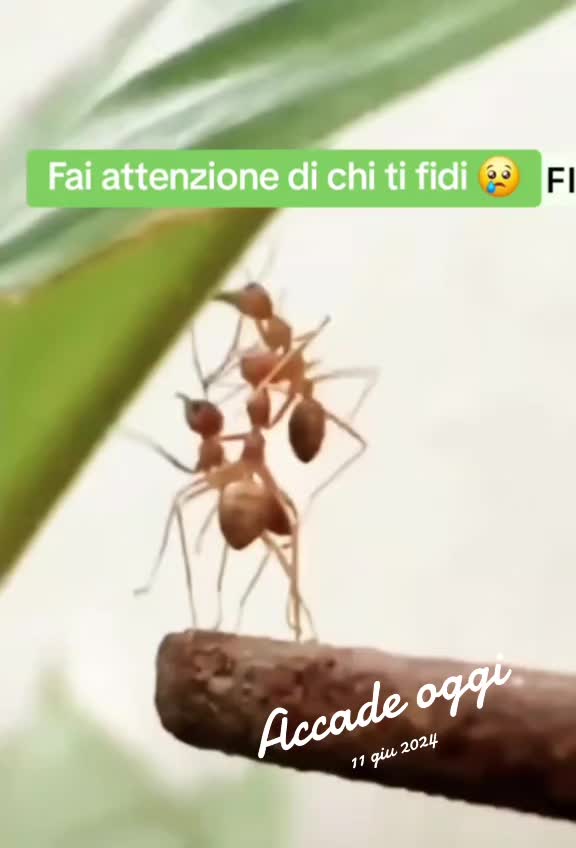 @Cesarano Maurizio ®️