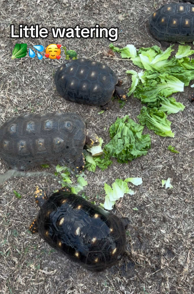 @tortoises sxm🐢