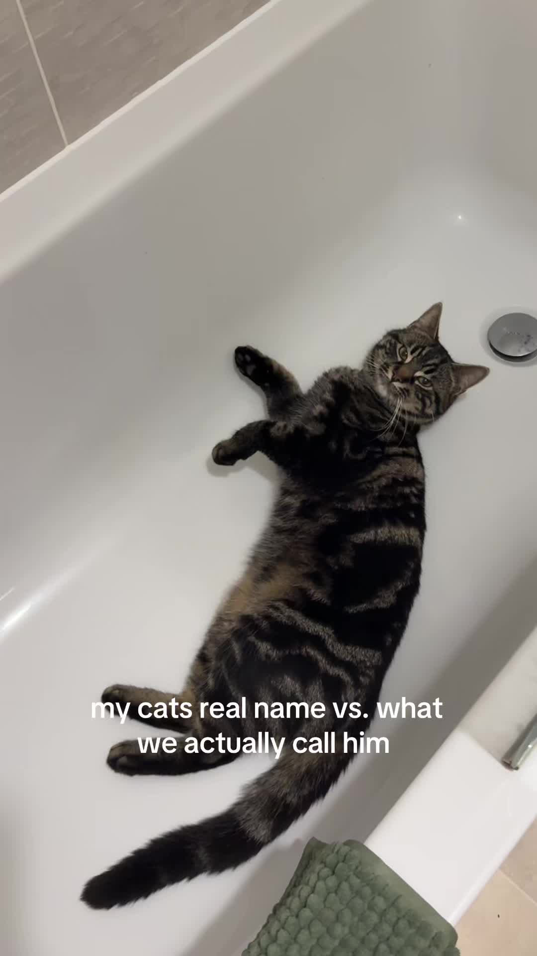 @Simba & Max 🐾