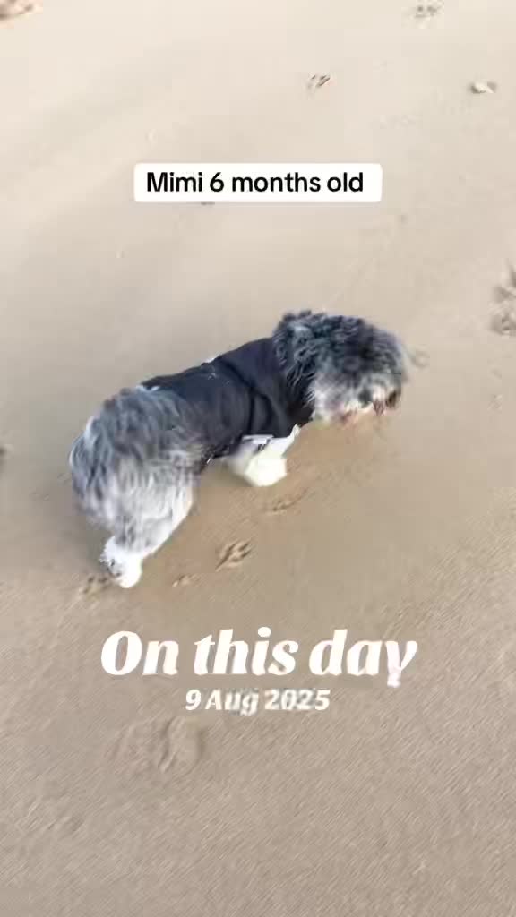 @Mimi the Shihtzu