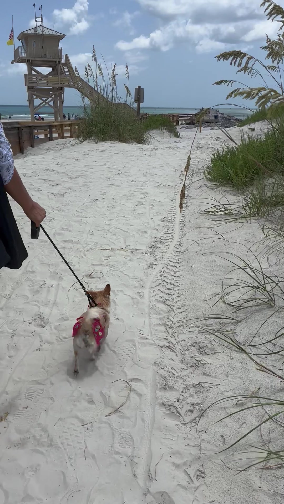 @🐕🐾MayaTheChihuahua🐾🐕