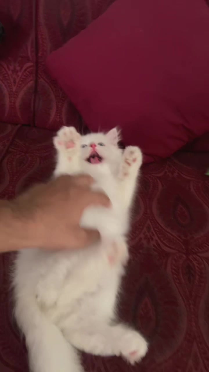 @karachikittens