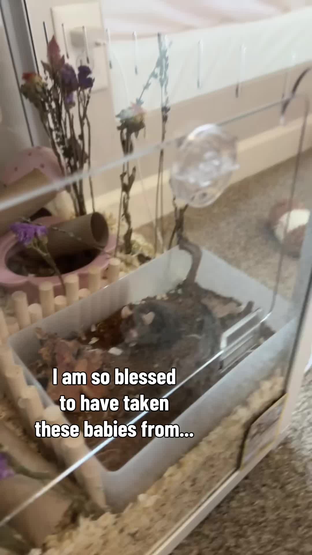 @thatweirdanimalgirl
