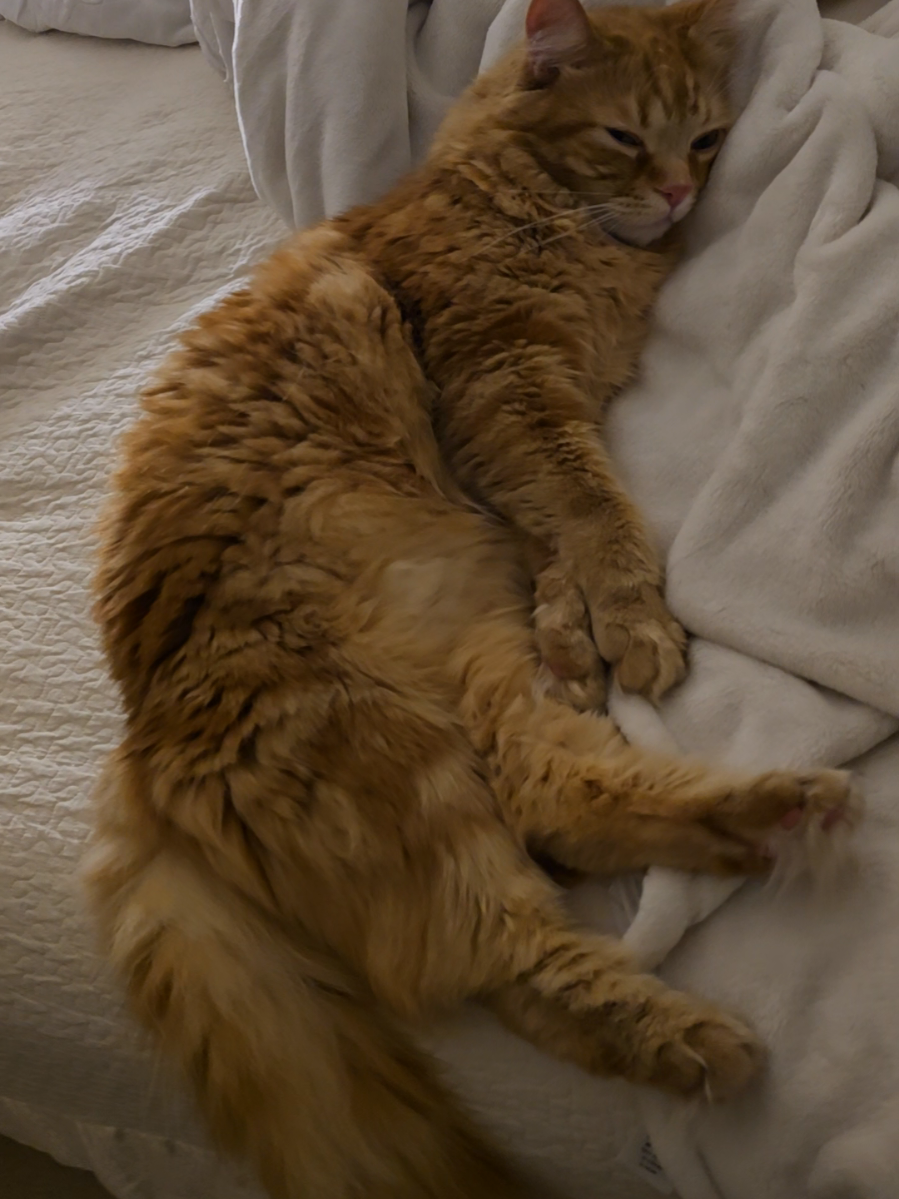 @Chuoru | Cats & Giggles