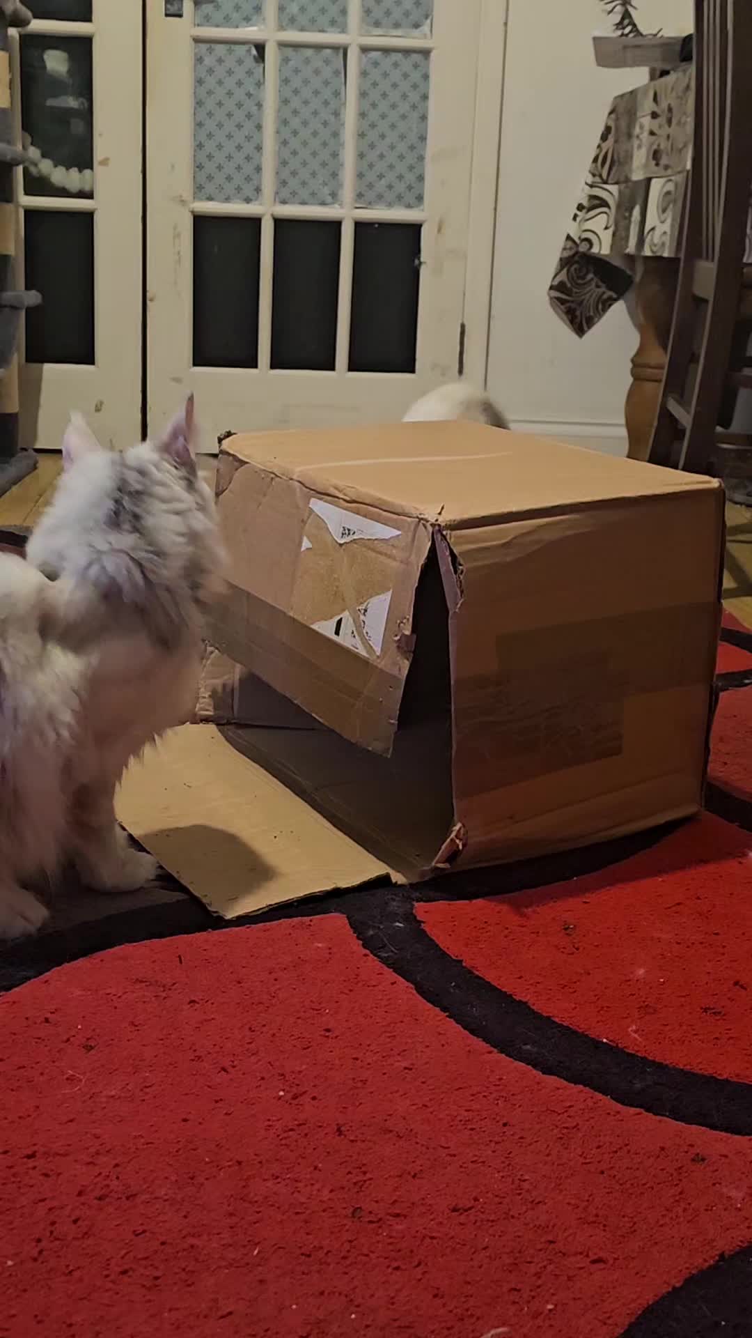 @KARIBRY Maine Coons uk