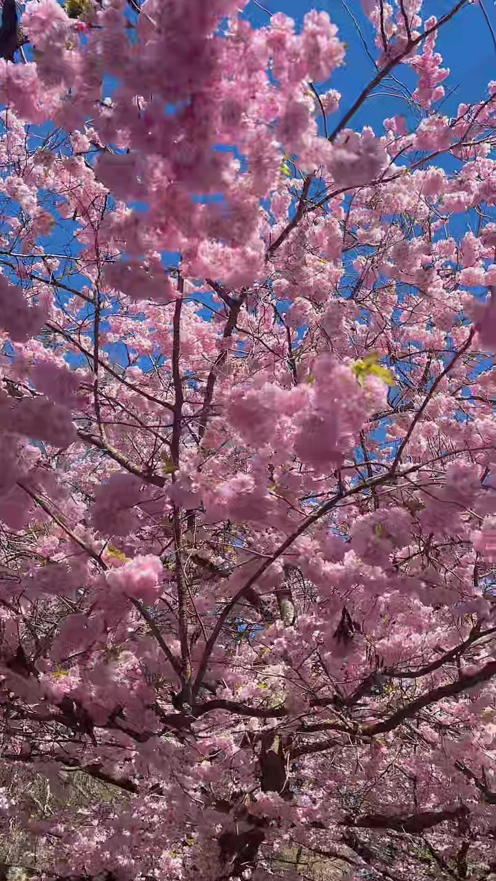 @PayalMantu