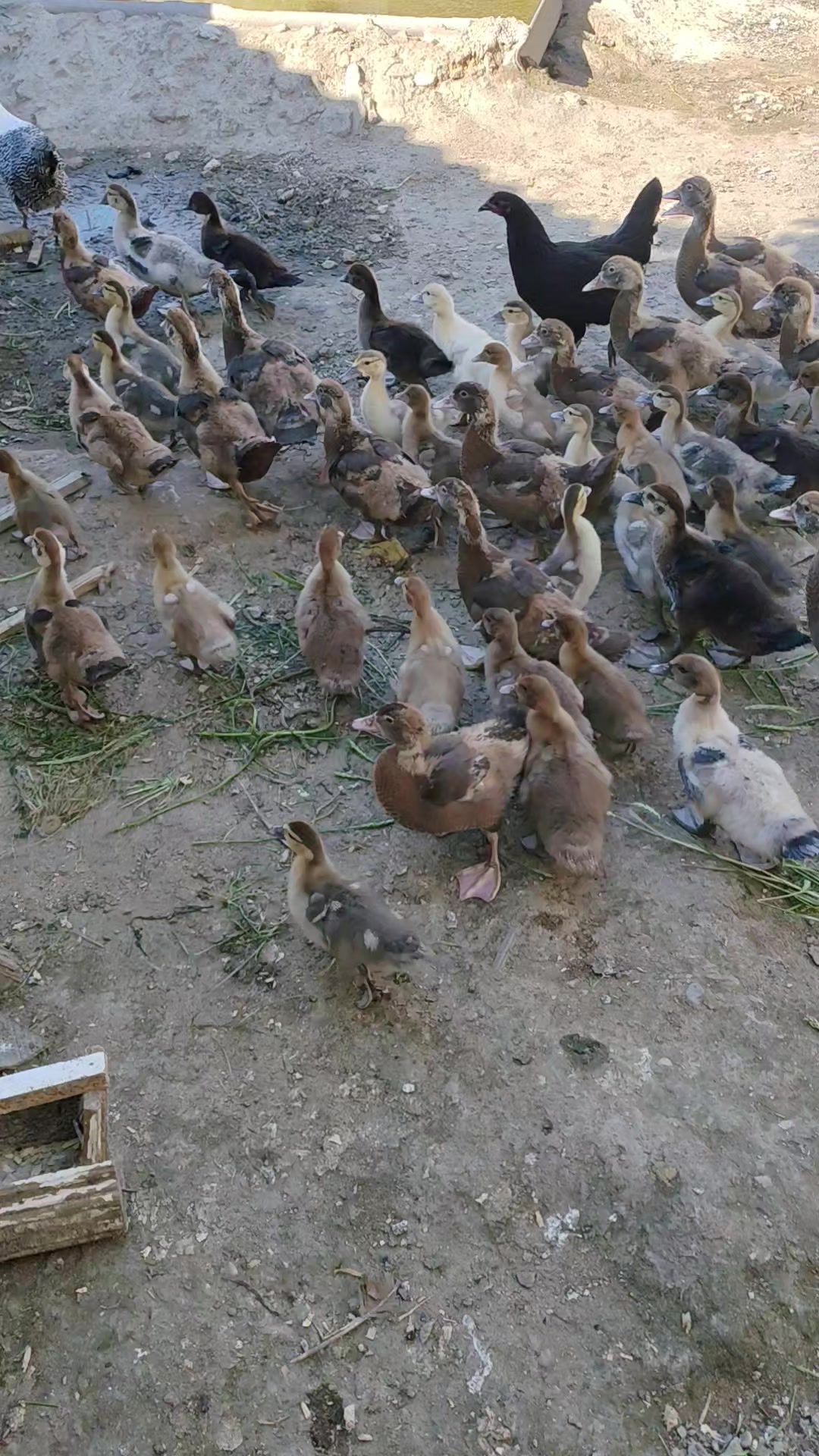 @MAŞTAĞA_QUŞCULUĞ