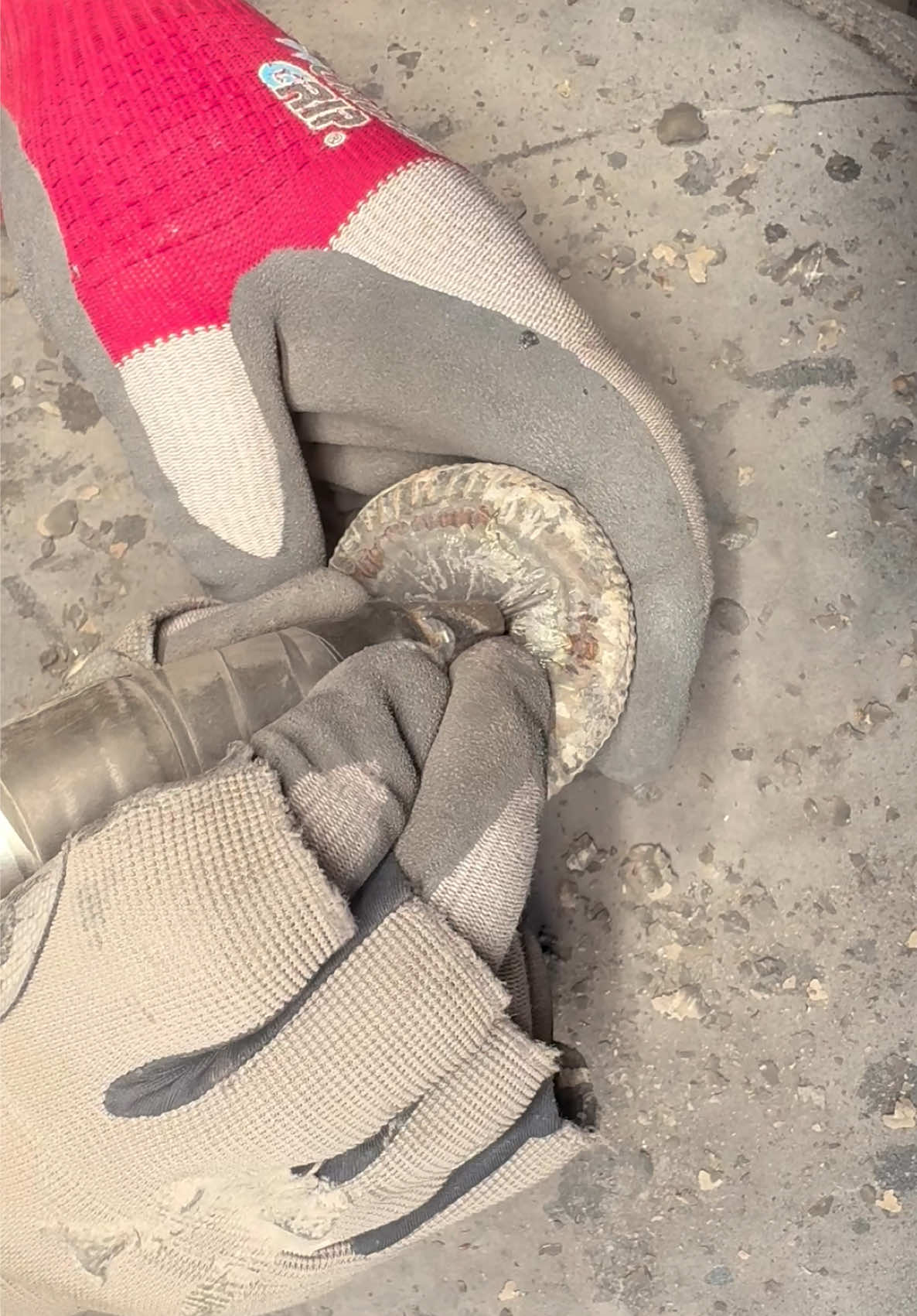@yorkshire.fossils