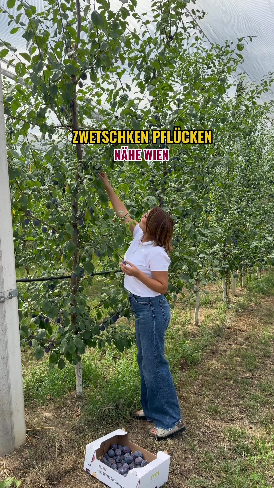 @Foodiewien
