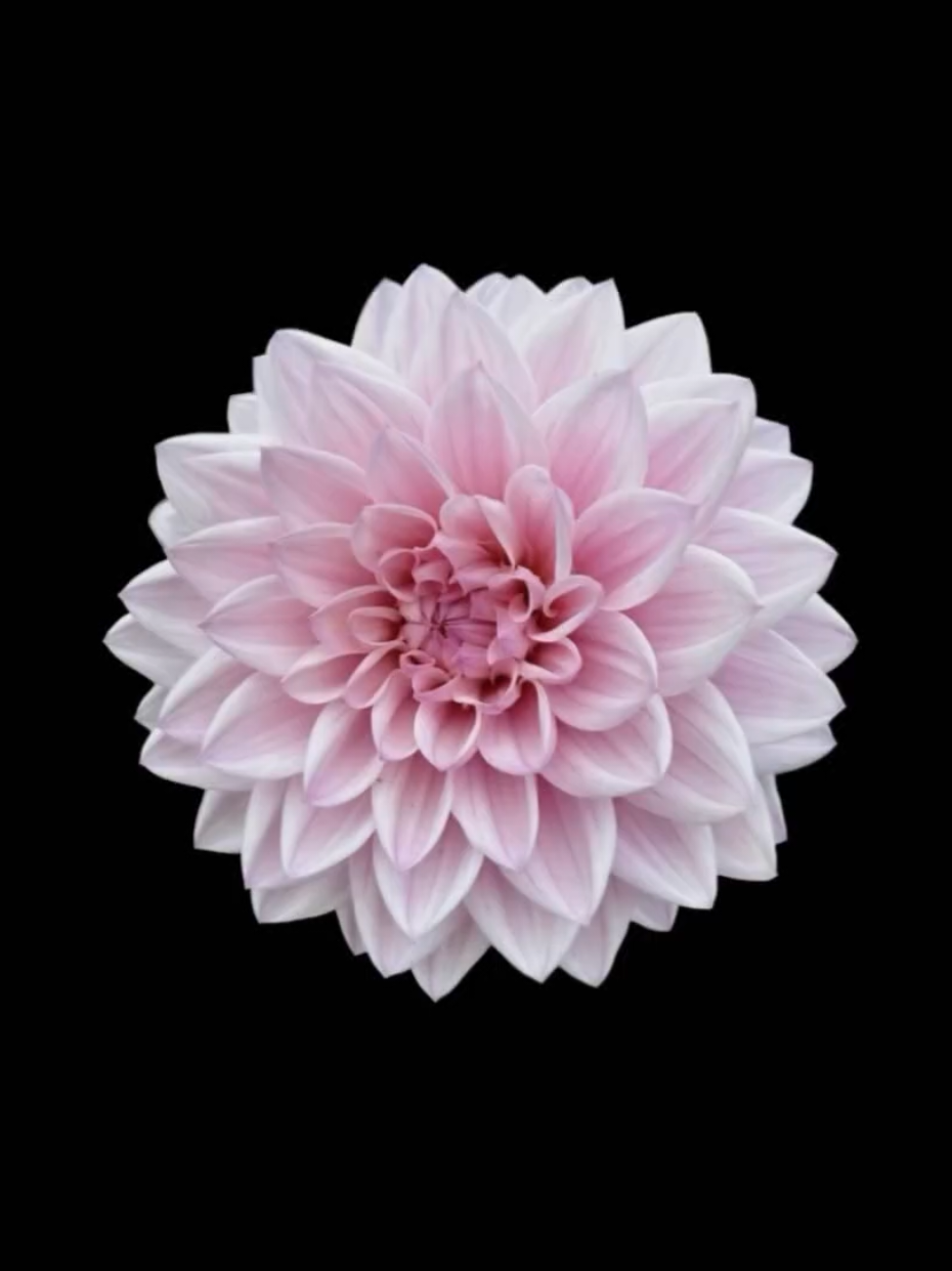 @𝐋𝐲𝐧𝐱.