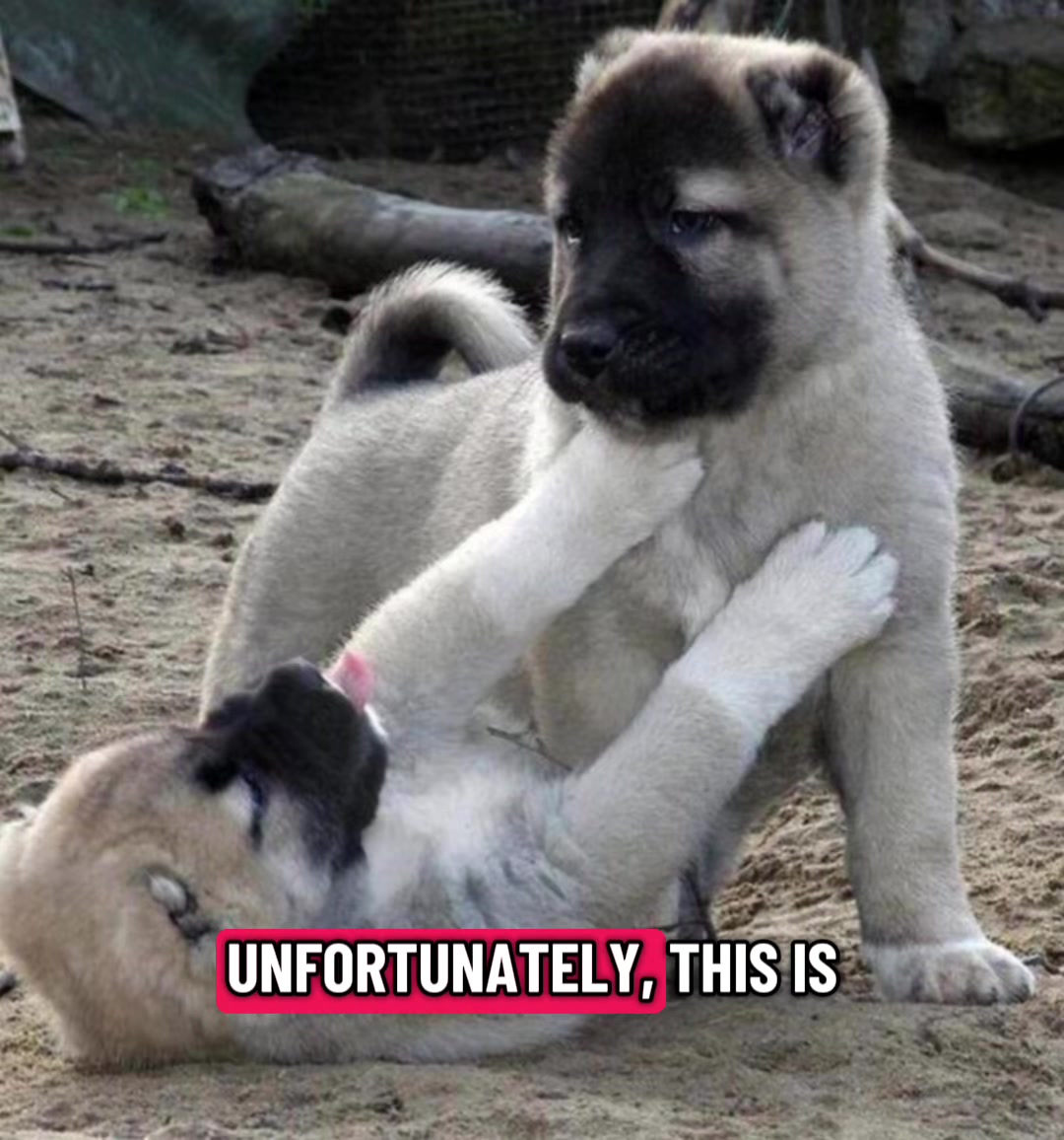 @Ultimate Puppies