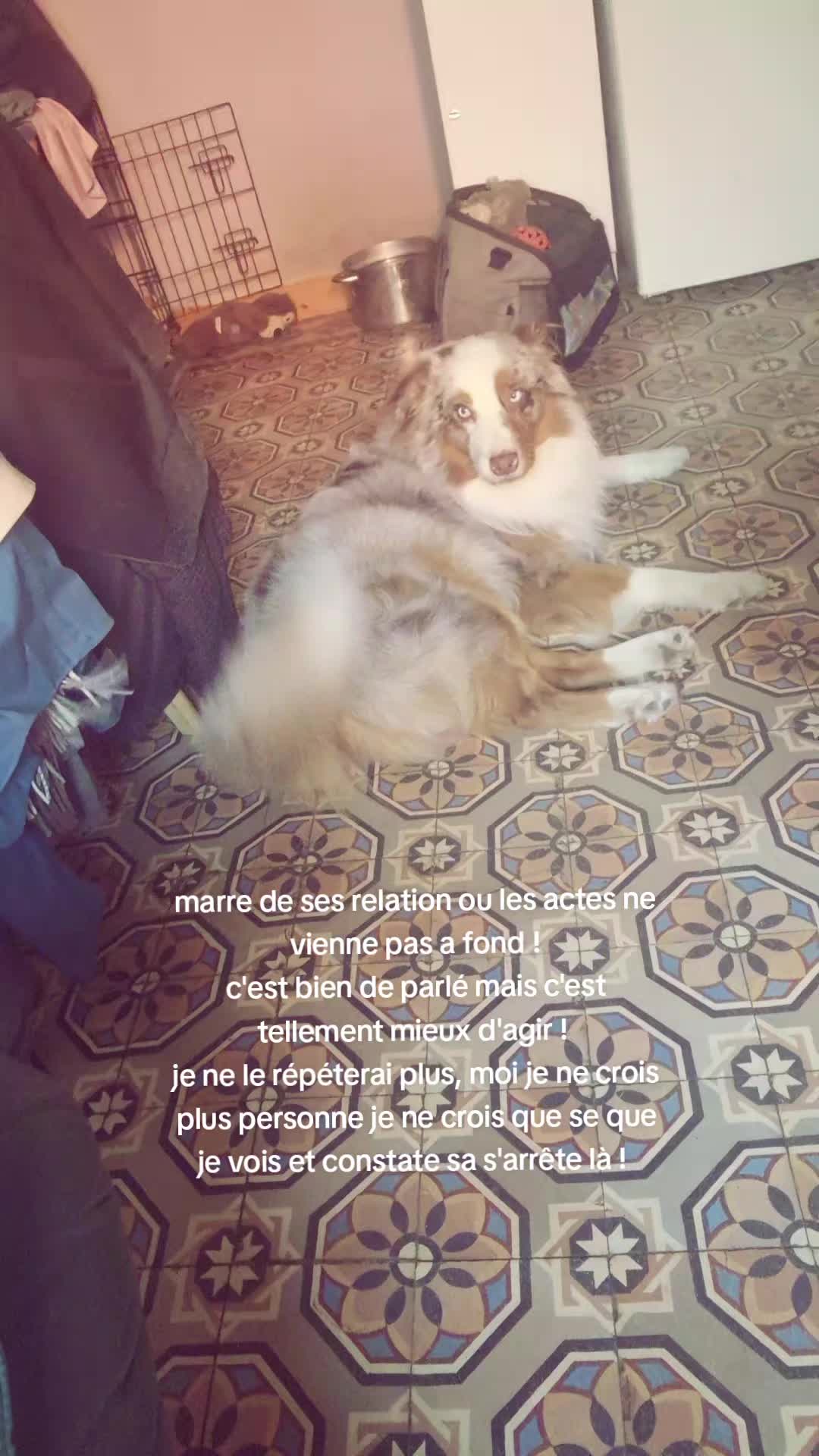 @✨️Naloria🩵Vie de Meute❤️🐾💙