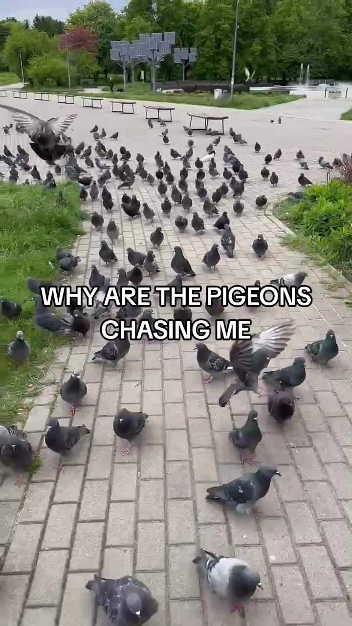 @jeddah