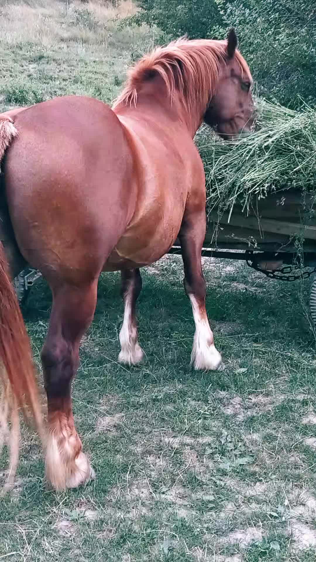 @covaci Nyku👑🐴🐴❤