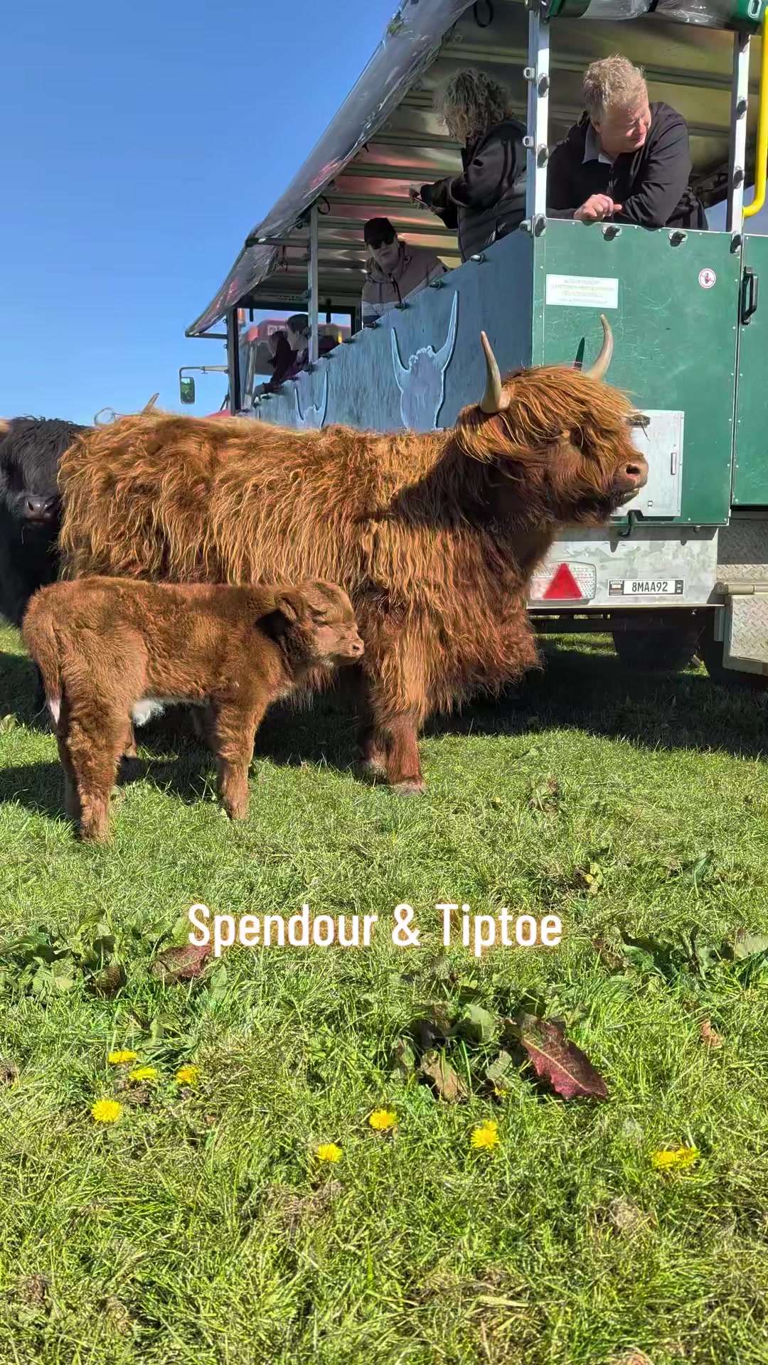 @Dumble Farm Highland Cows