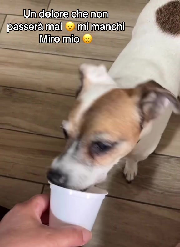 @The Queen 👑 My Dog Family &hearts;️