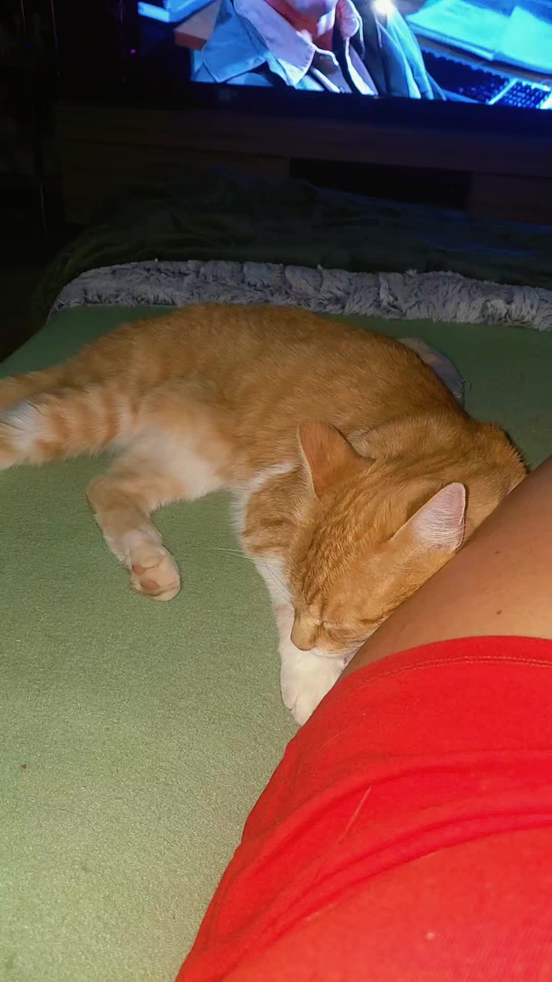 @♥️Katzenmama♥️