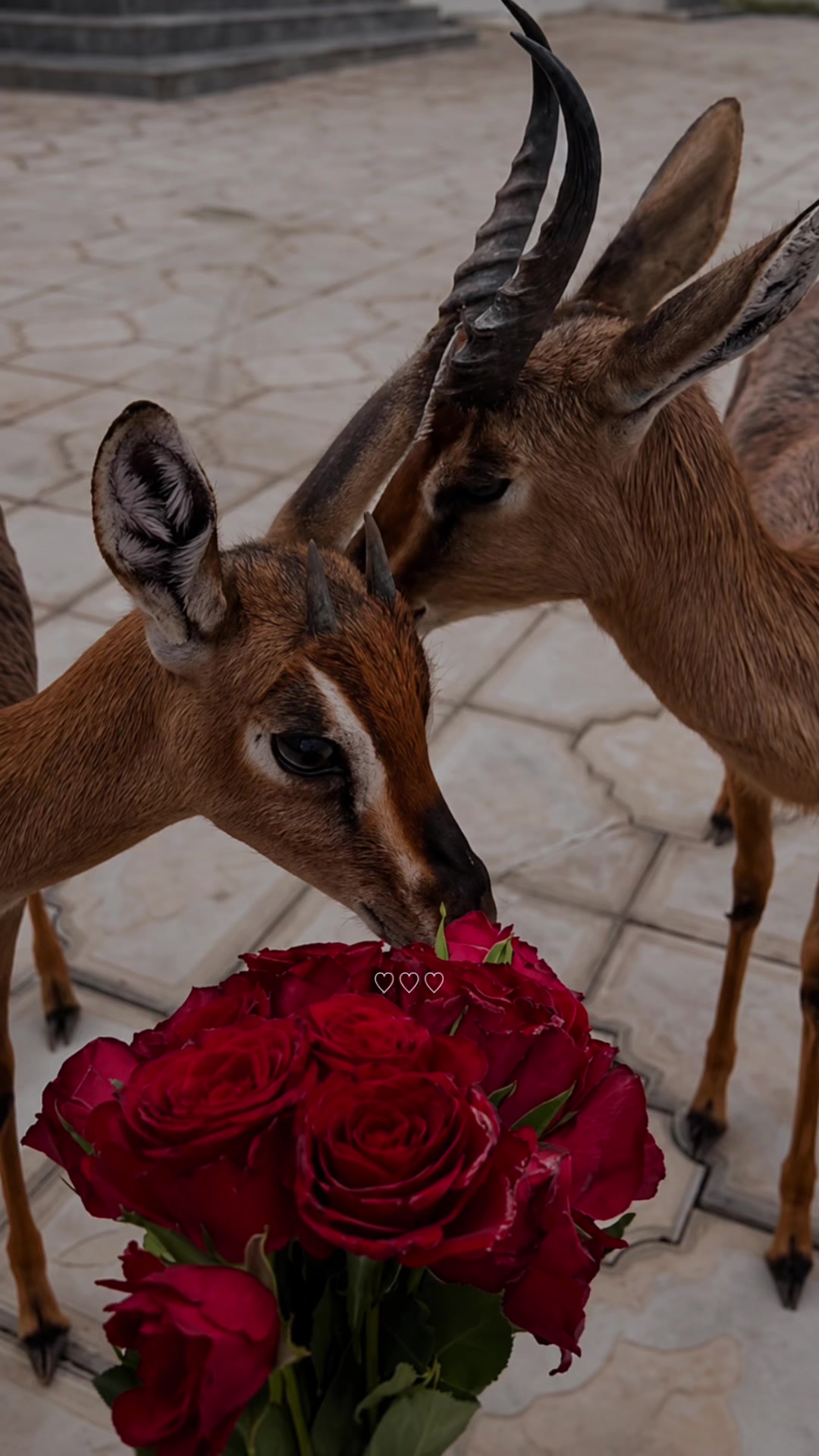 @﮼غزال🦌