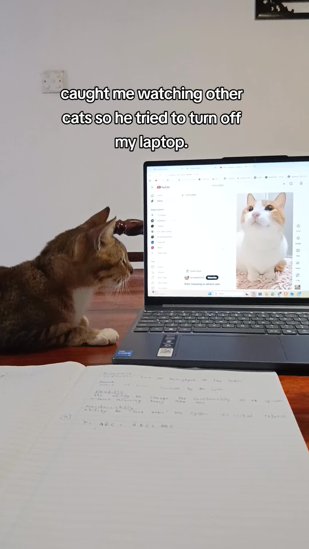 @DailyDoseOfKittyUK
