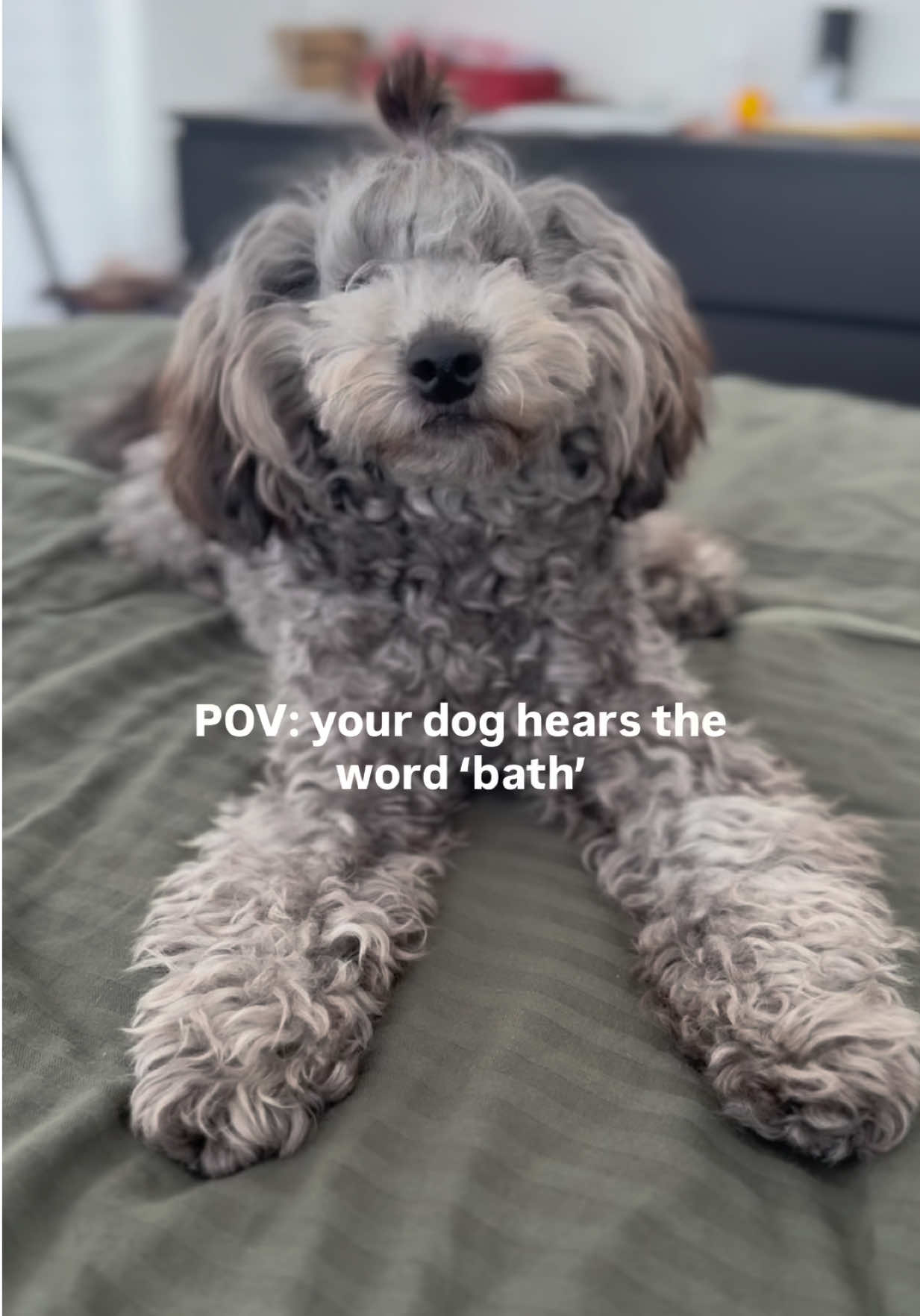 @Two & A Half Poodles | Dog Mom