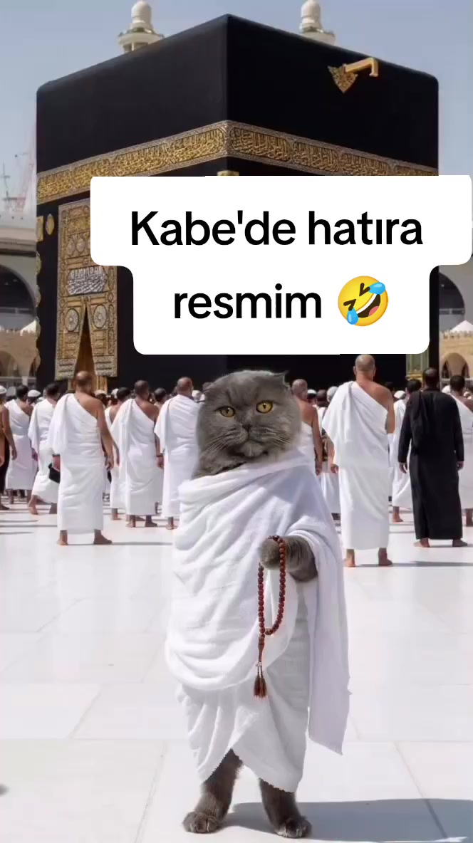 @çılgın...kediler