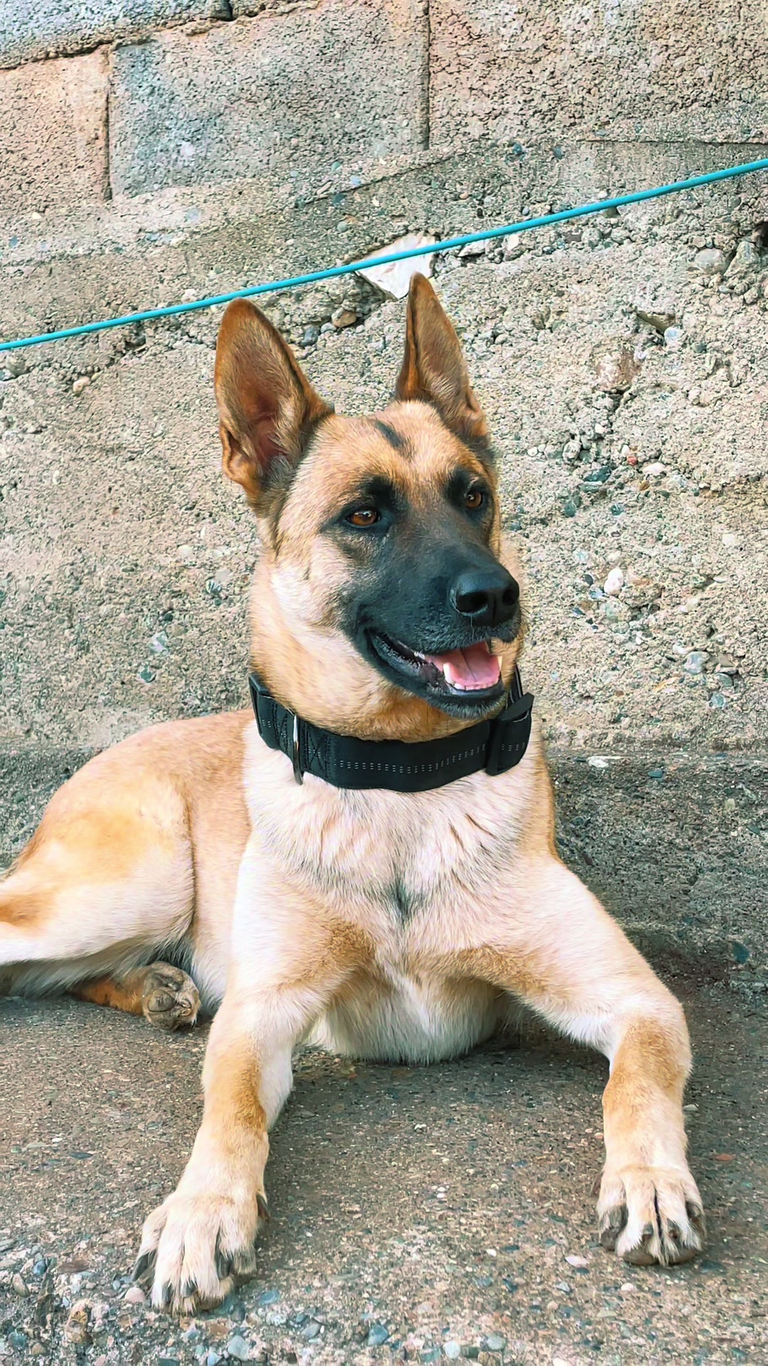@The_belgian_malinois